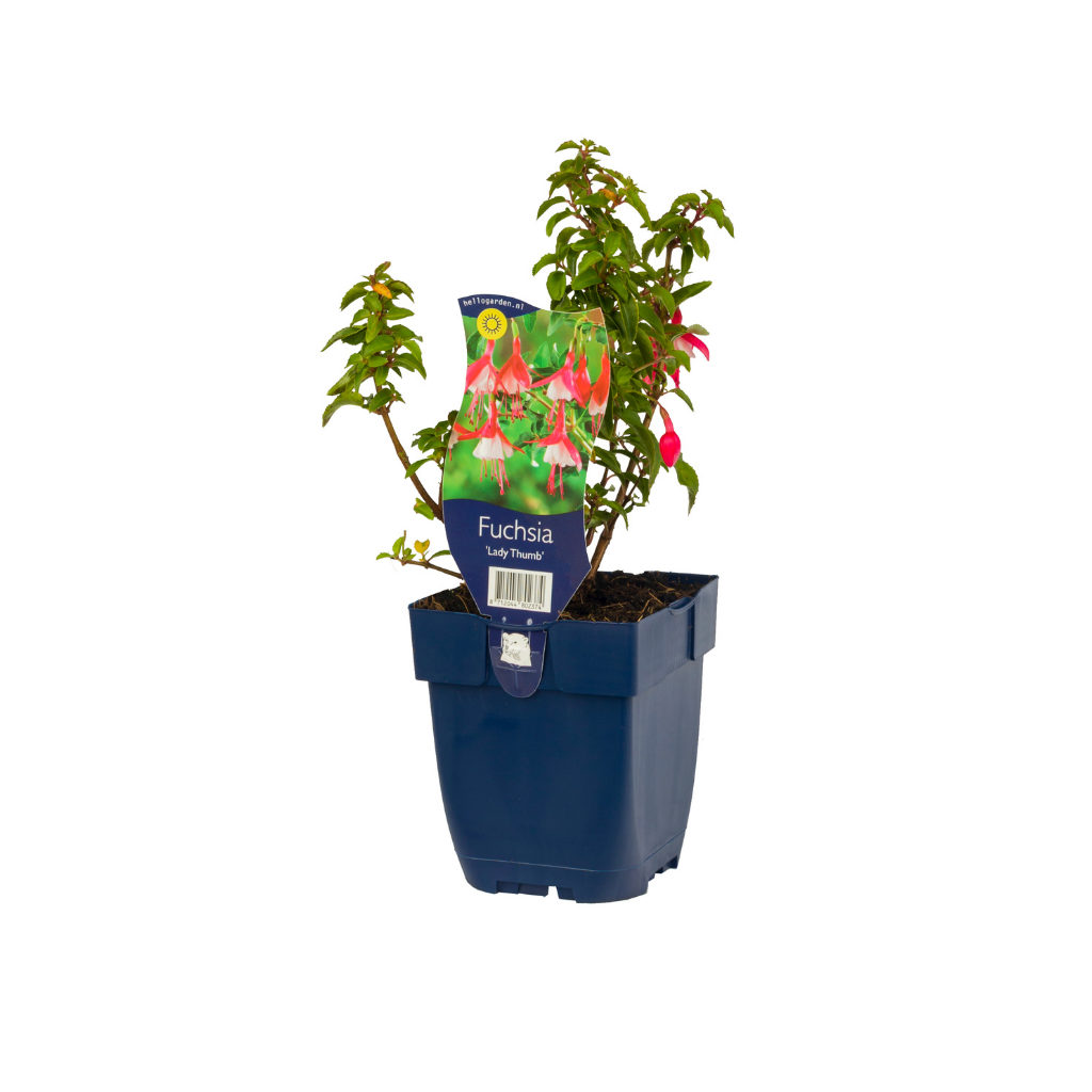 Fuchsia (Fuchsia 'Lady Thumb') ø 11 cm