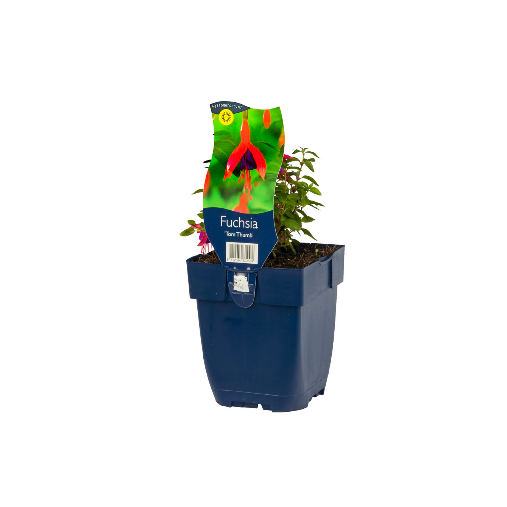Fuchsia (Fuchsia 'Tom Thumb') ø 11 cm