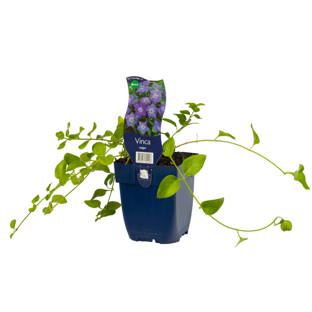 Grote maagdenpalm (Vinca major) ø 11 cm