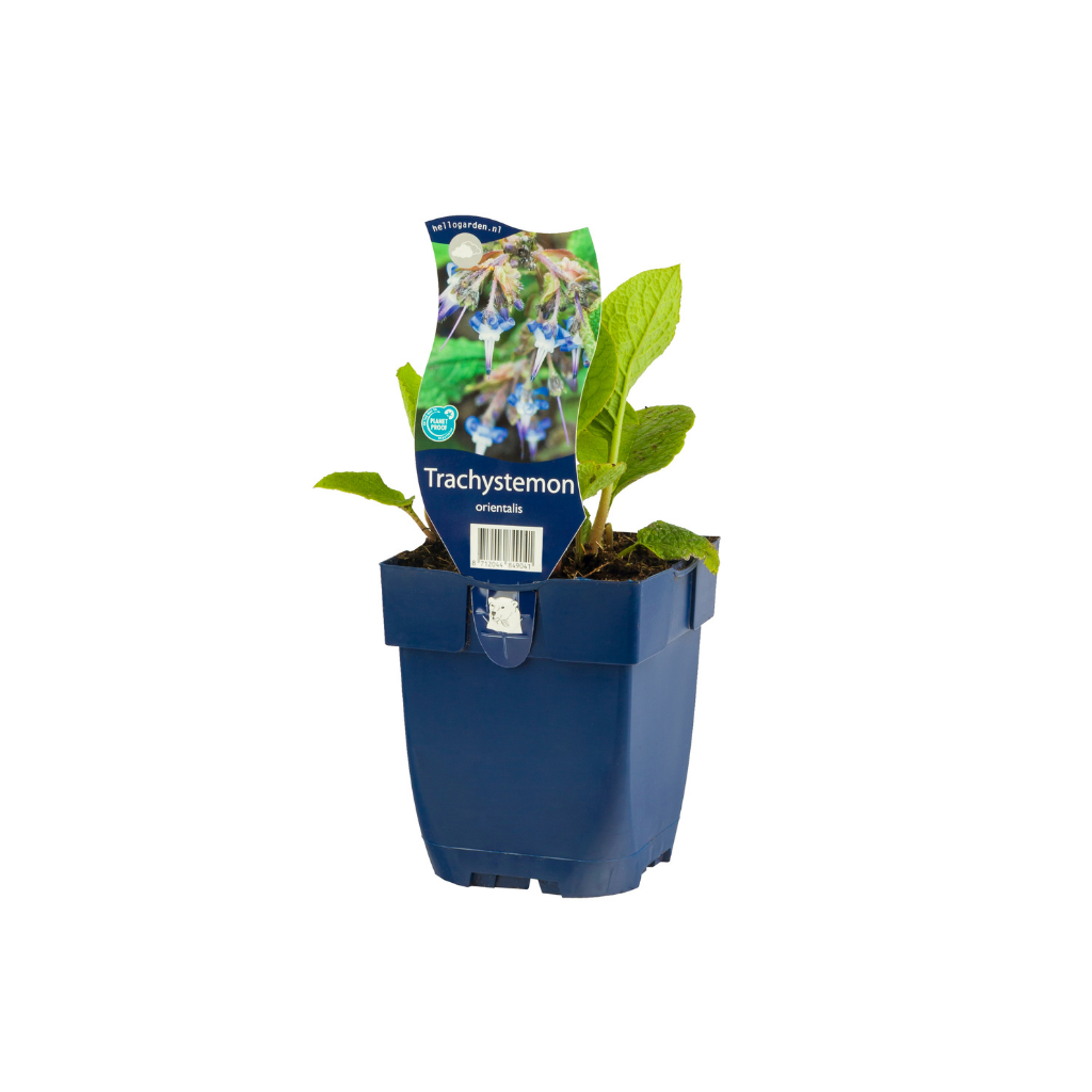 Oriëntaals Komkommerkruid (Trachystemon orientalis) ø 11 cm