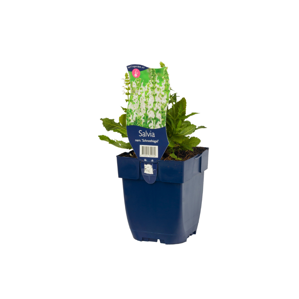Salie (Salvia nem. 'Schneehügel') ø 11 cm