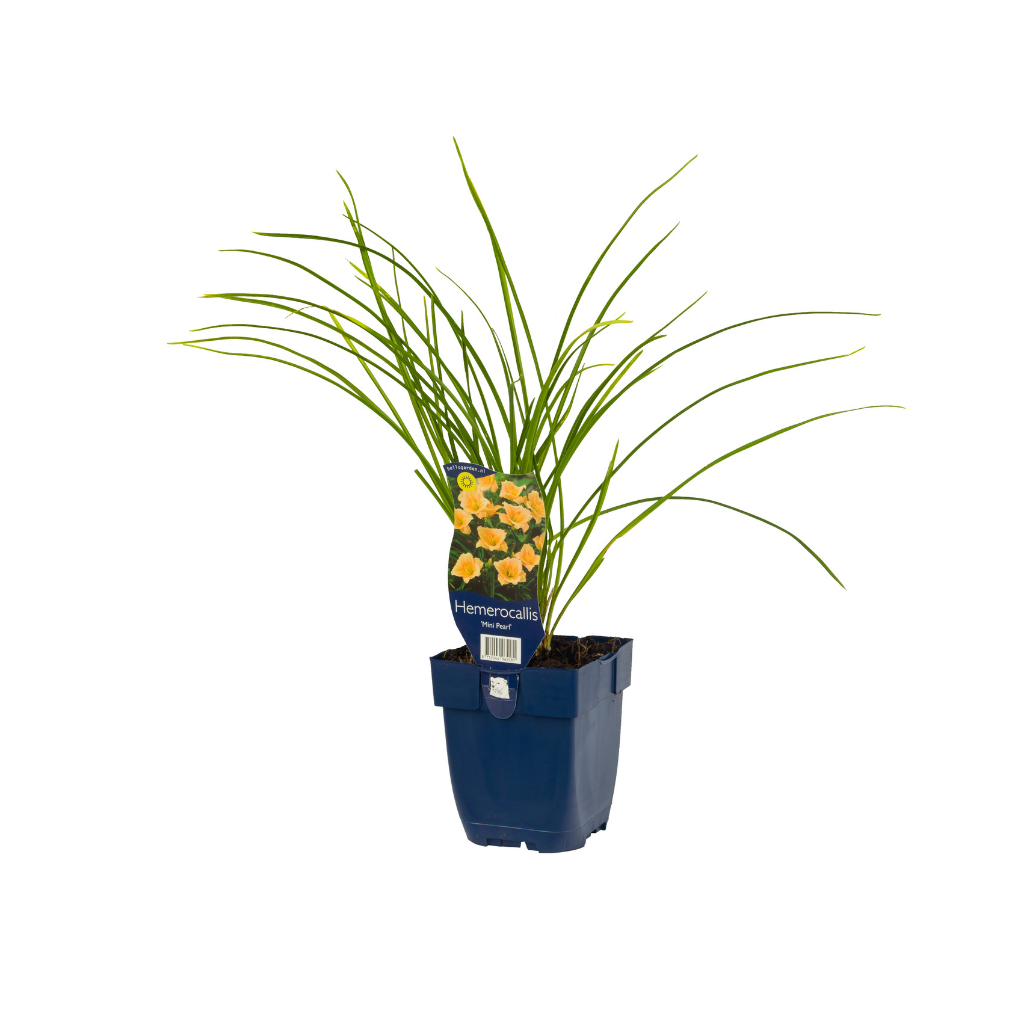 Daglelie (Hemerocallis 'Mini Pearl') ø 11 cm