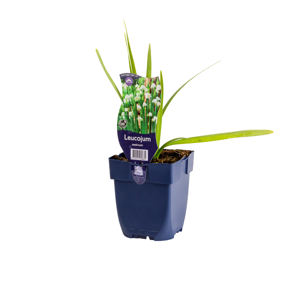 Zomerklokje (Leucojum aestivum) ø 11 cm