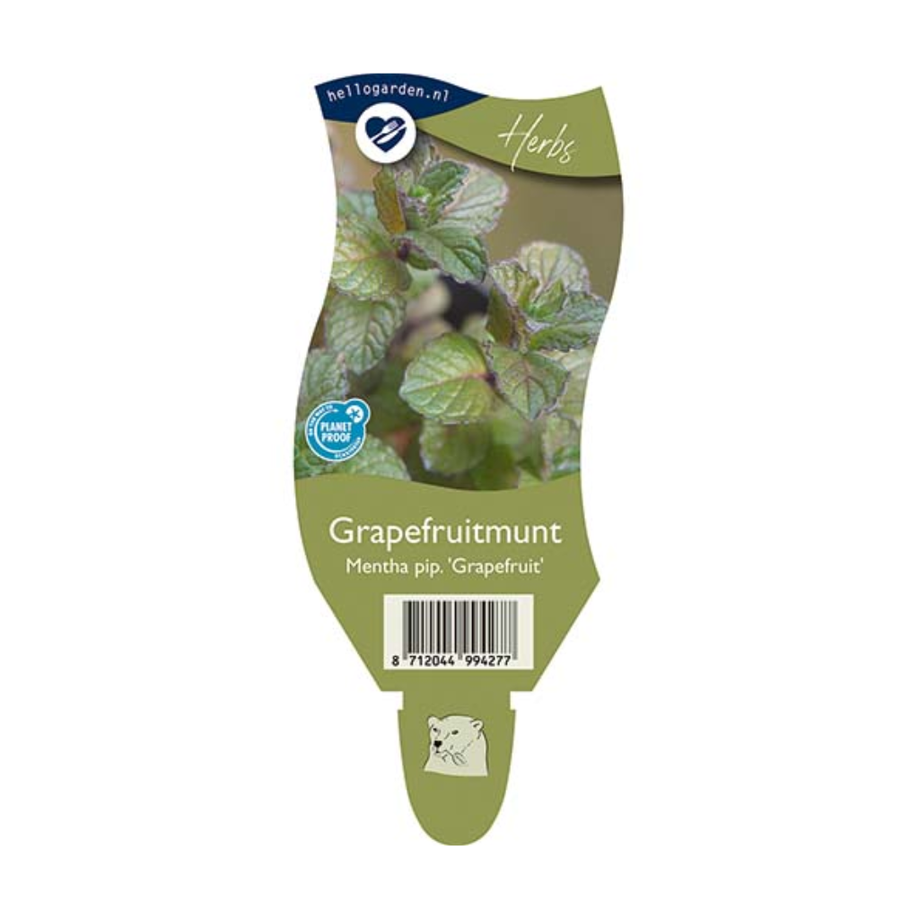 Grapefruitmunt (Mentha pip. 'Grapefruit') ø 11 cm