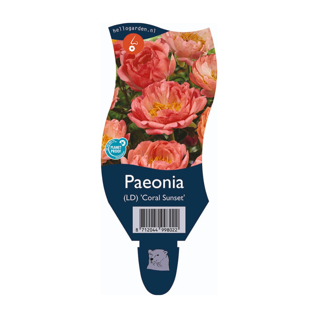 Pioenroos (Paeonia (LD) 'Coral Sunset') ø 11 cm
