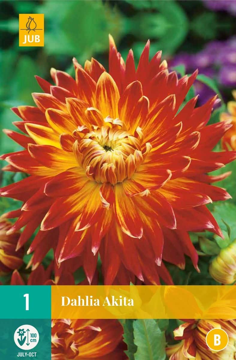 Dahlia Akita