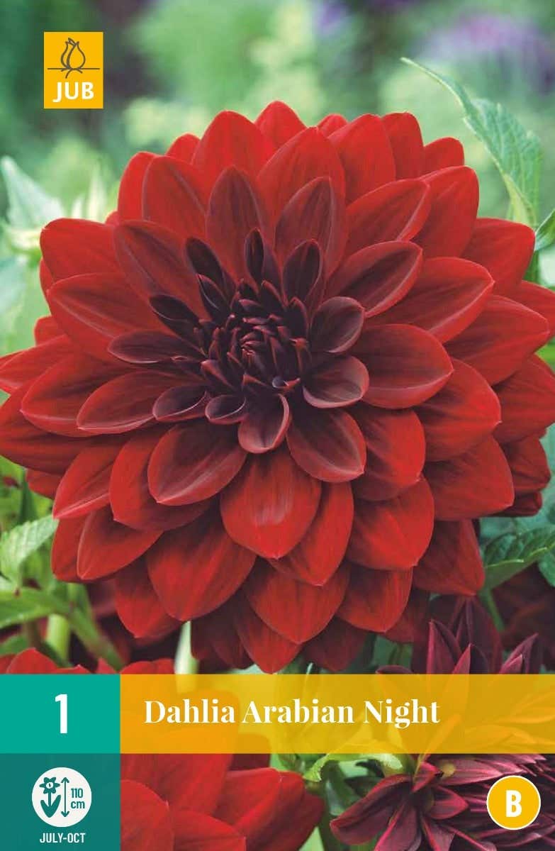 Dahlia Arabian Night