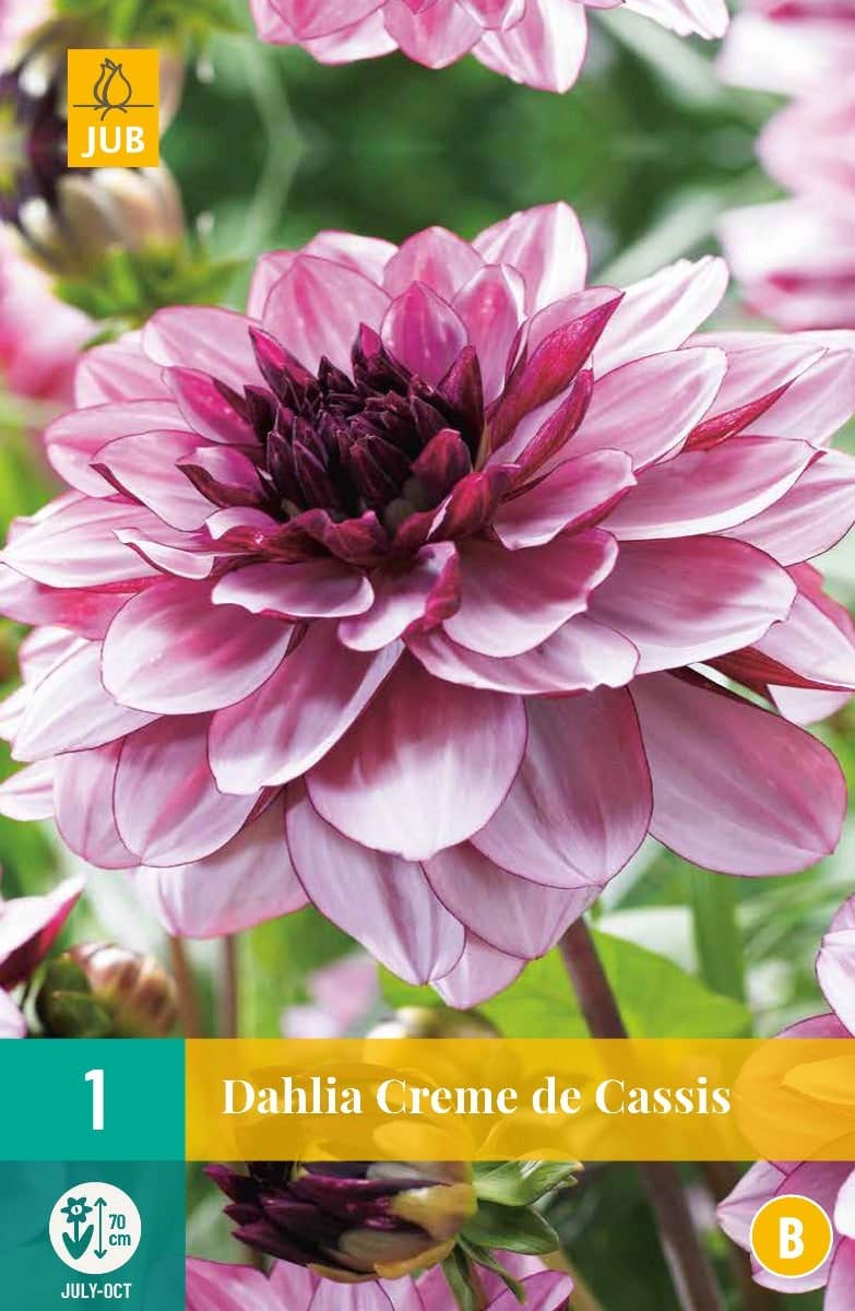 Dahlia Creme De Cassis