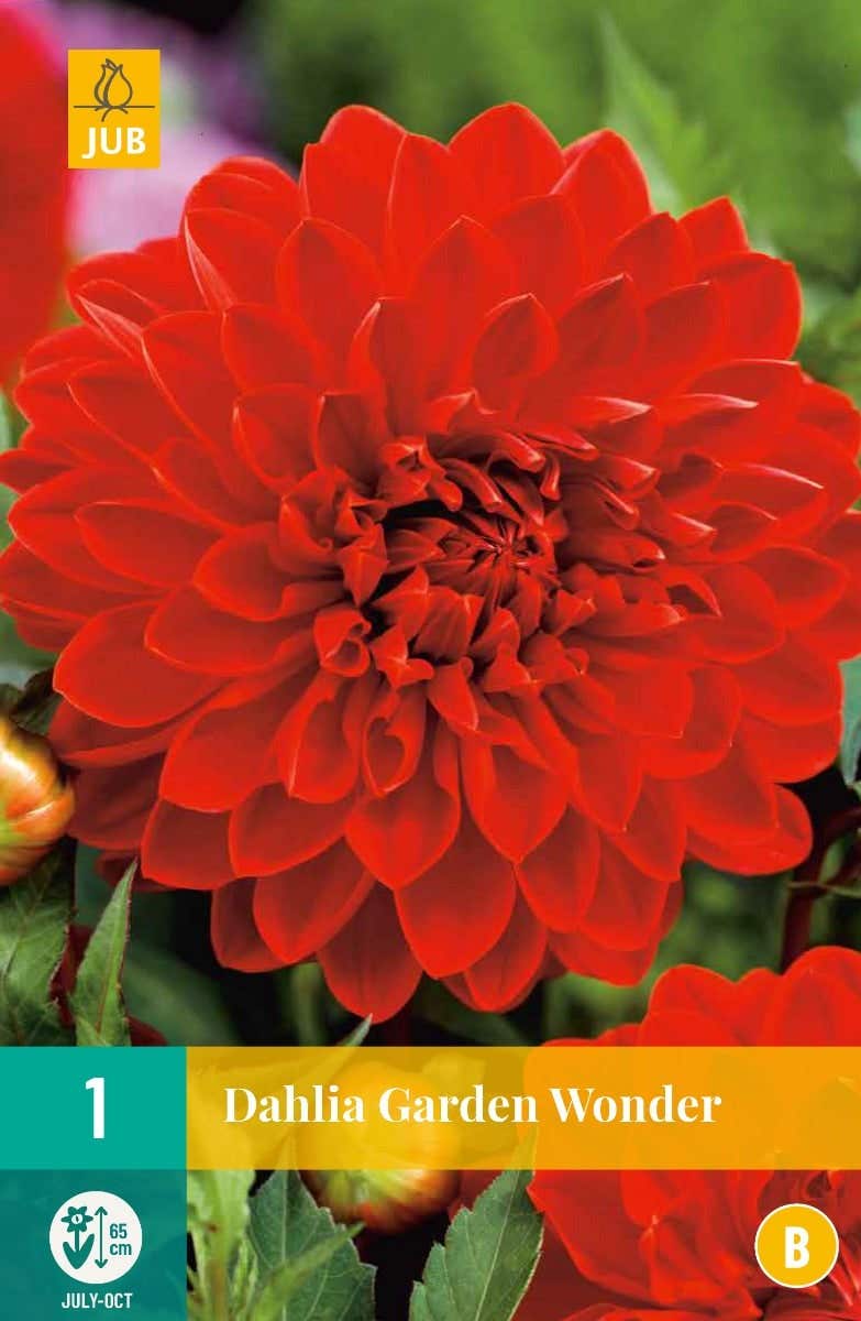 Dahlia Garden Wonder