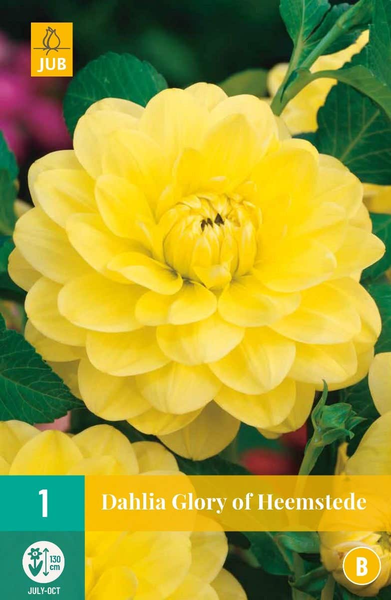 Dahlia Glory Of Heemstede