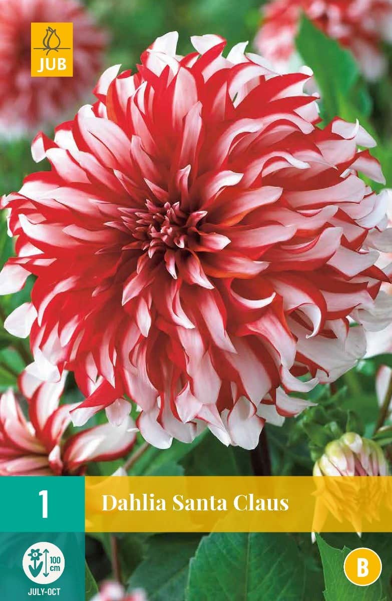 Dahlia Santa Claus