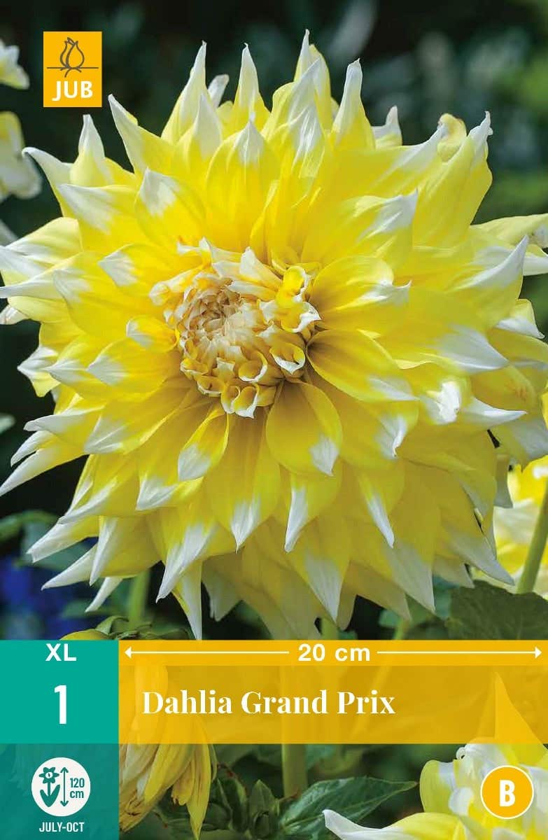 Dahlia Grand Prix