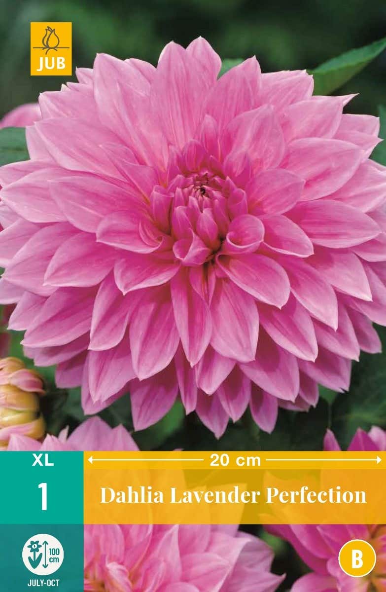 Dahlia Lavender Perfection
