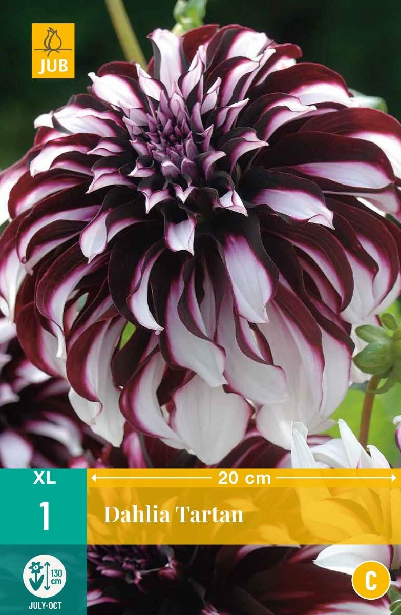 Dahlia Tartan