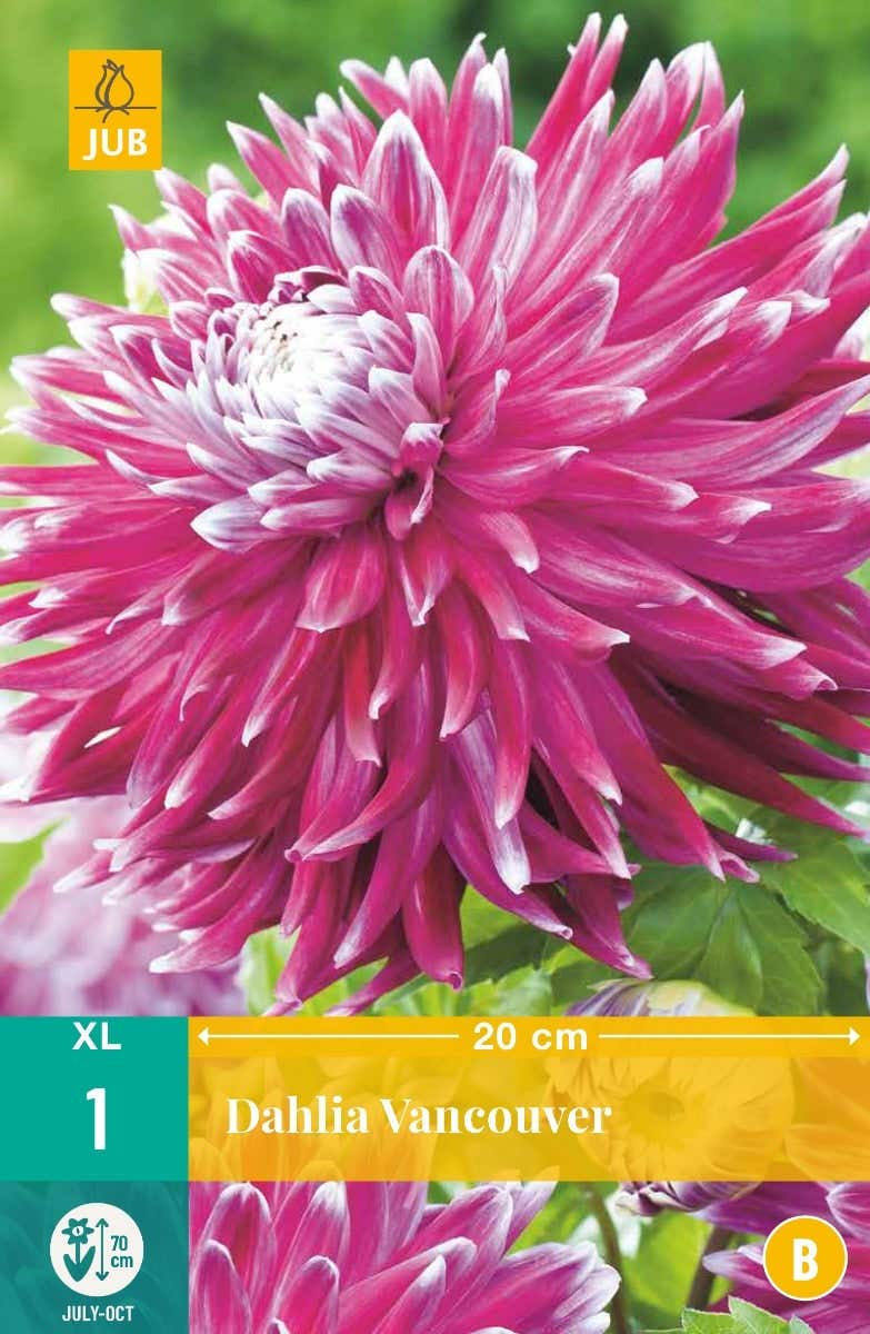 Dahlia Vancouver