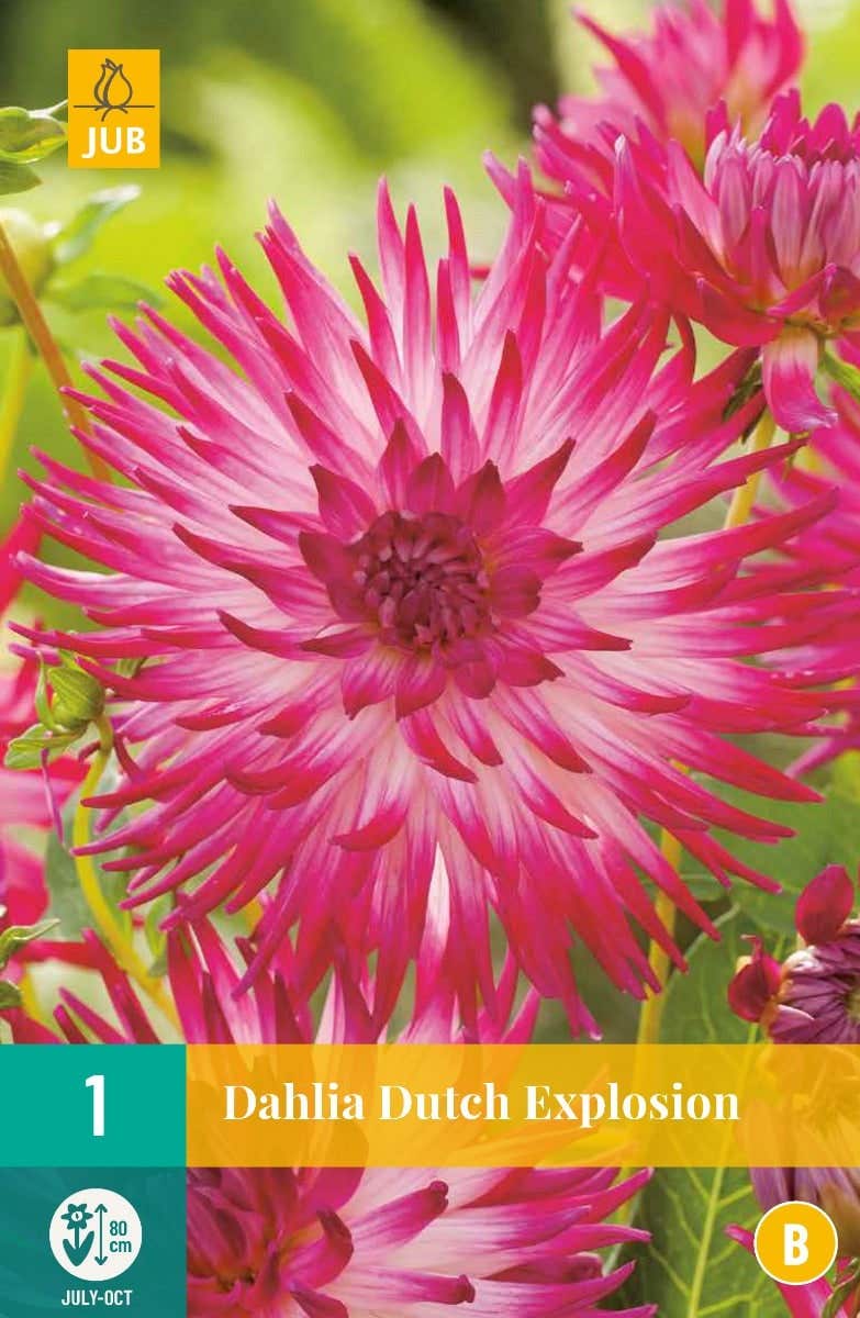 Dahlia Dutch Explosion
