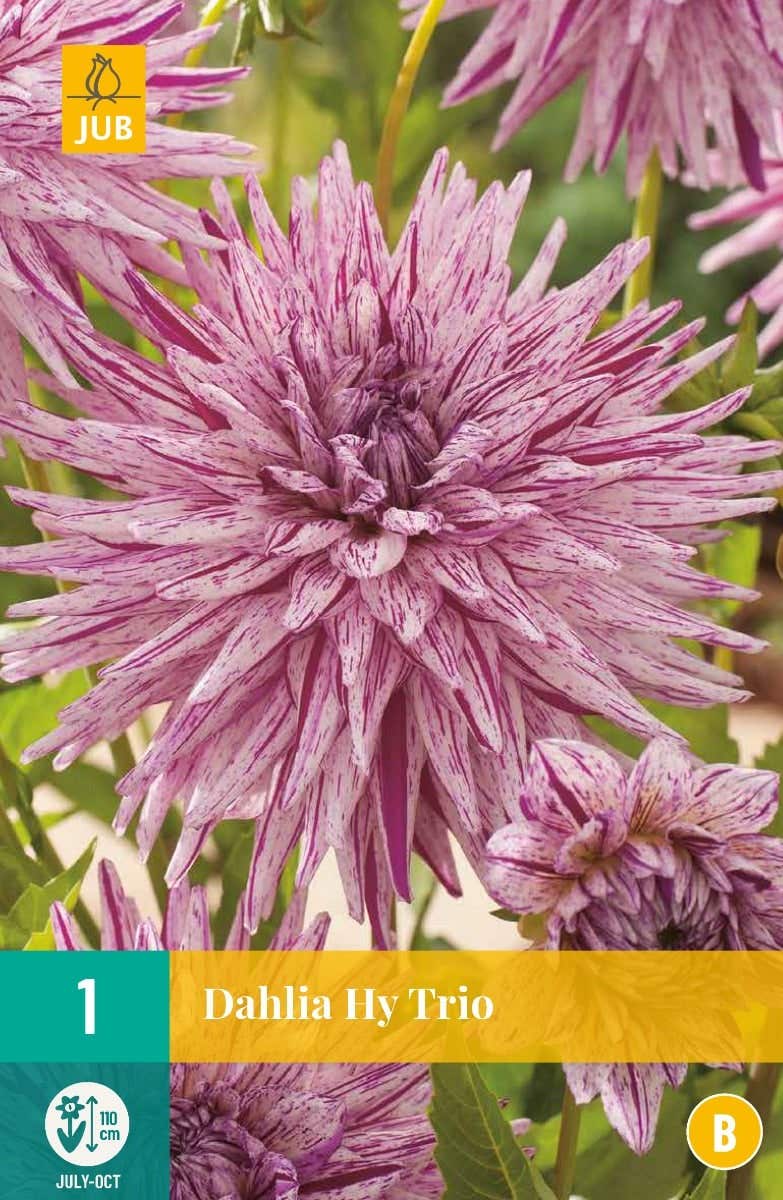 Dahlia Hy Trio