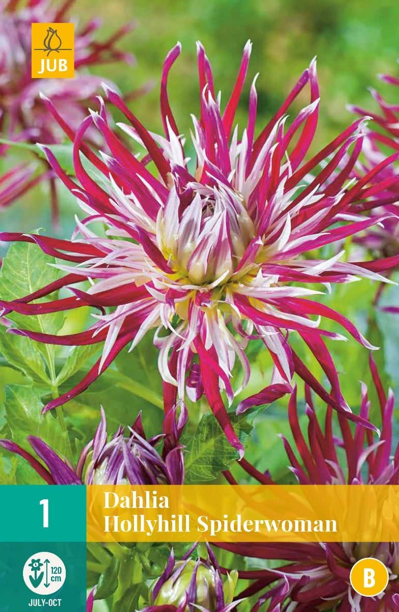 Dahlia Hollyhill Spiderwoman