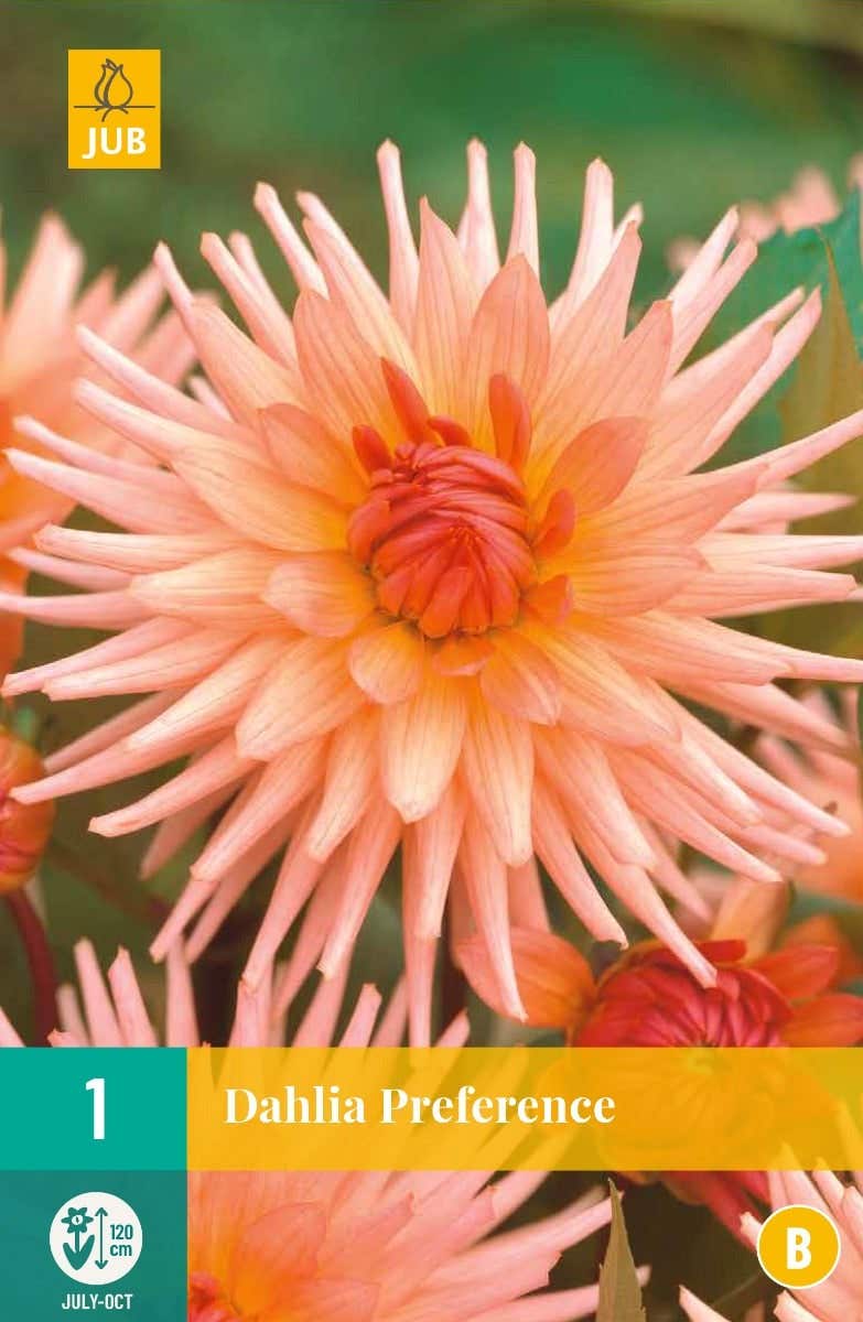 Dahlia Preference
