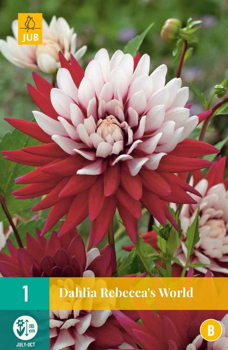 Dahlia Rebecca'S World