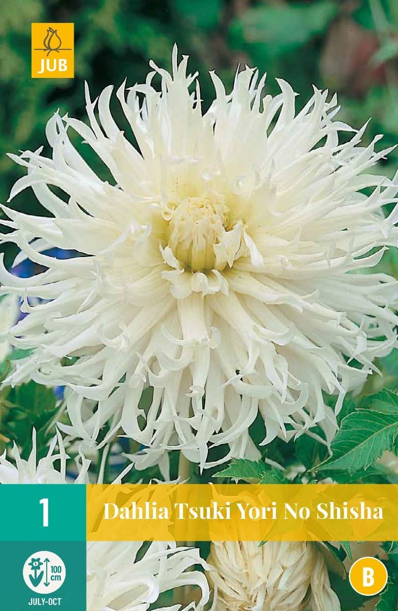 Dahlia Tsuki Yori No Shisha