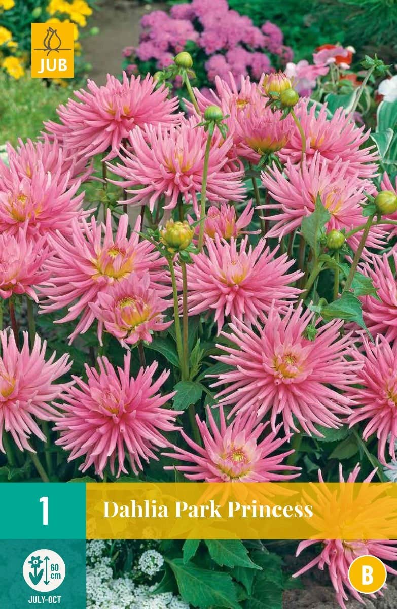 Dahlia Park Princess