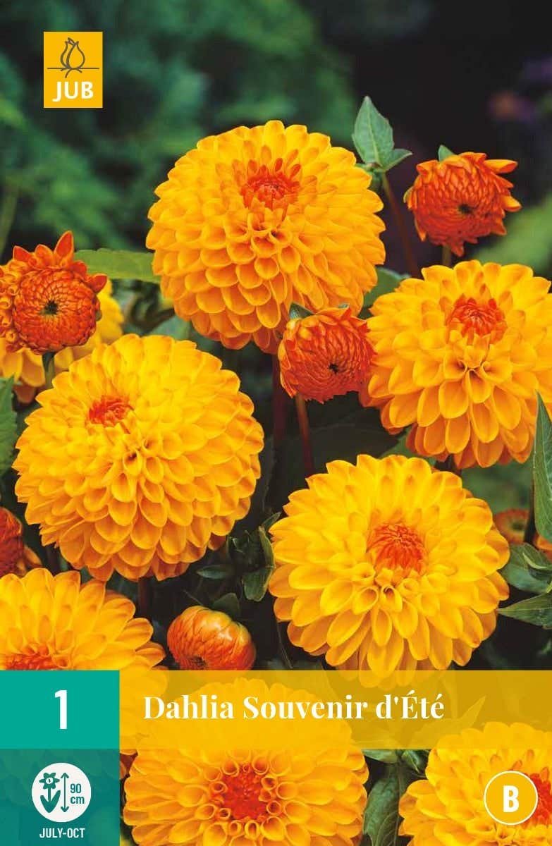 Dahlia Souvenir D'Ete