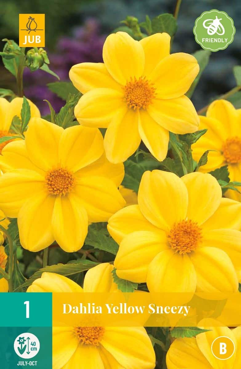 Dahlia Yellow Sneezy