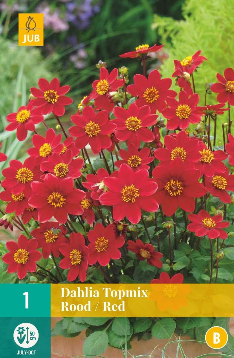 Dahlia Topmix Rood