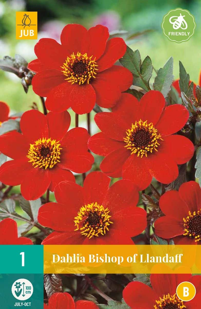 Dahlia Bishop Of Llandaff