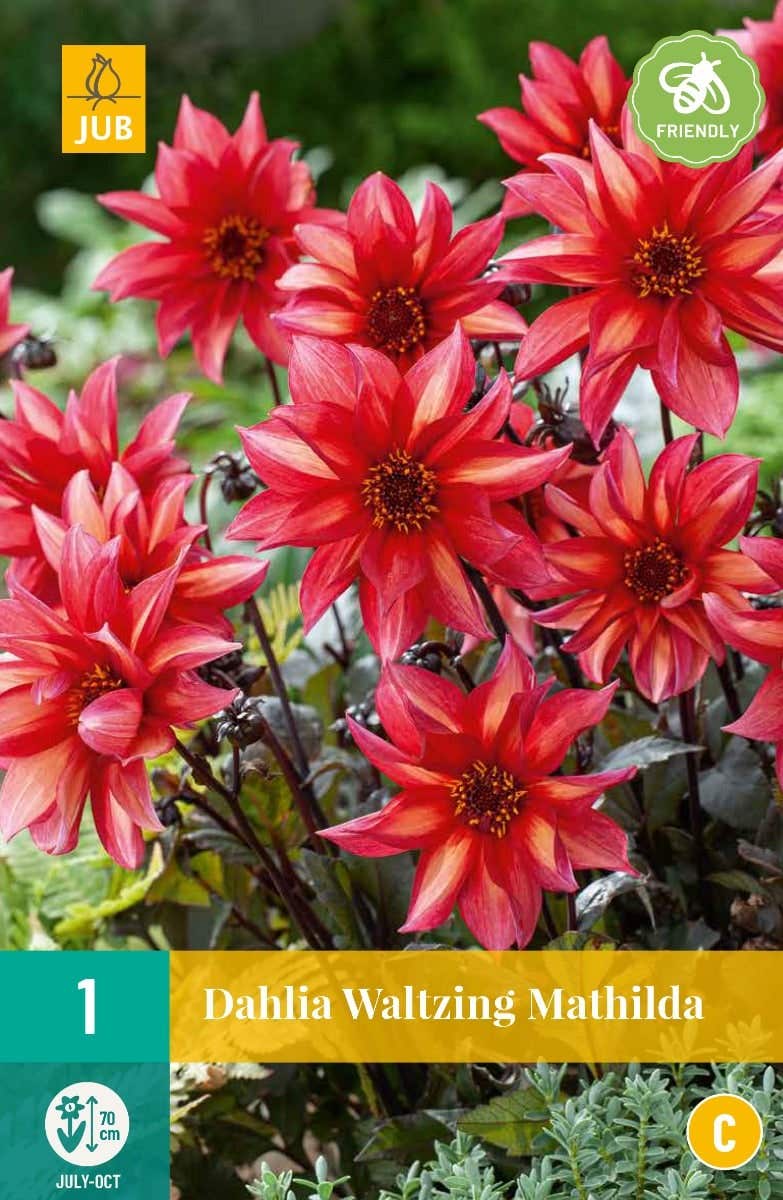 Dahlia Waltzing Mathilda