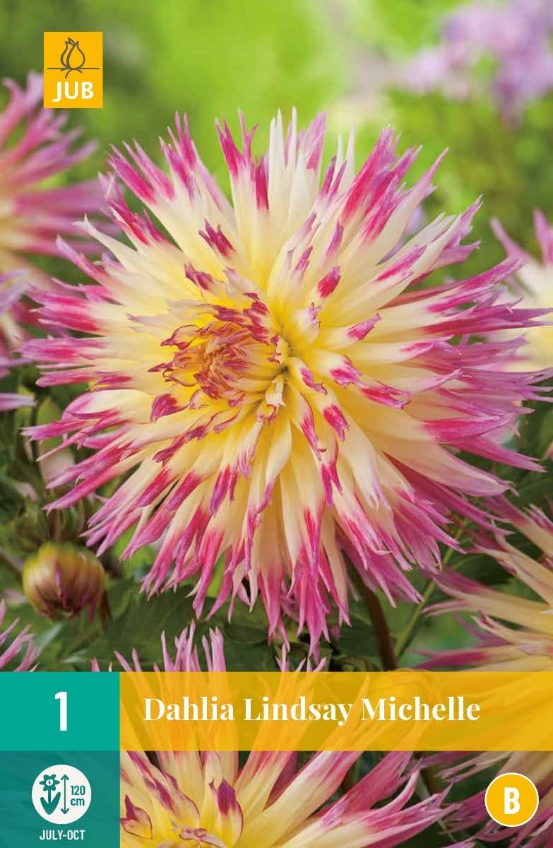 Dahlia Lindsay Michelle