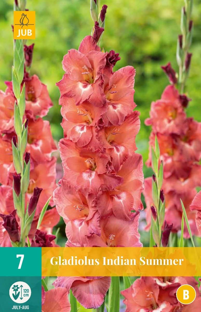 Gladiolus Indian Summer
