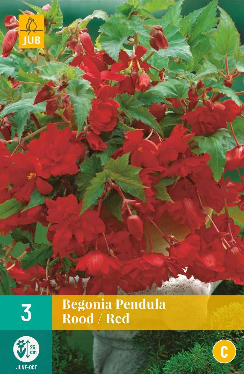 Begonia Pendula Rood