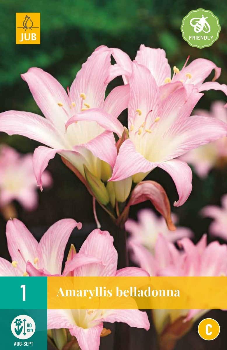 Amaryllis Belladonna