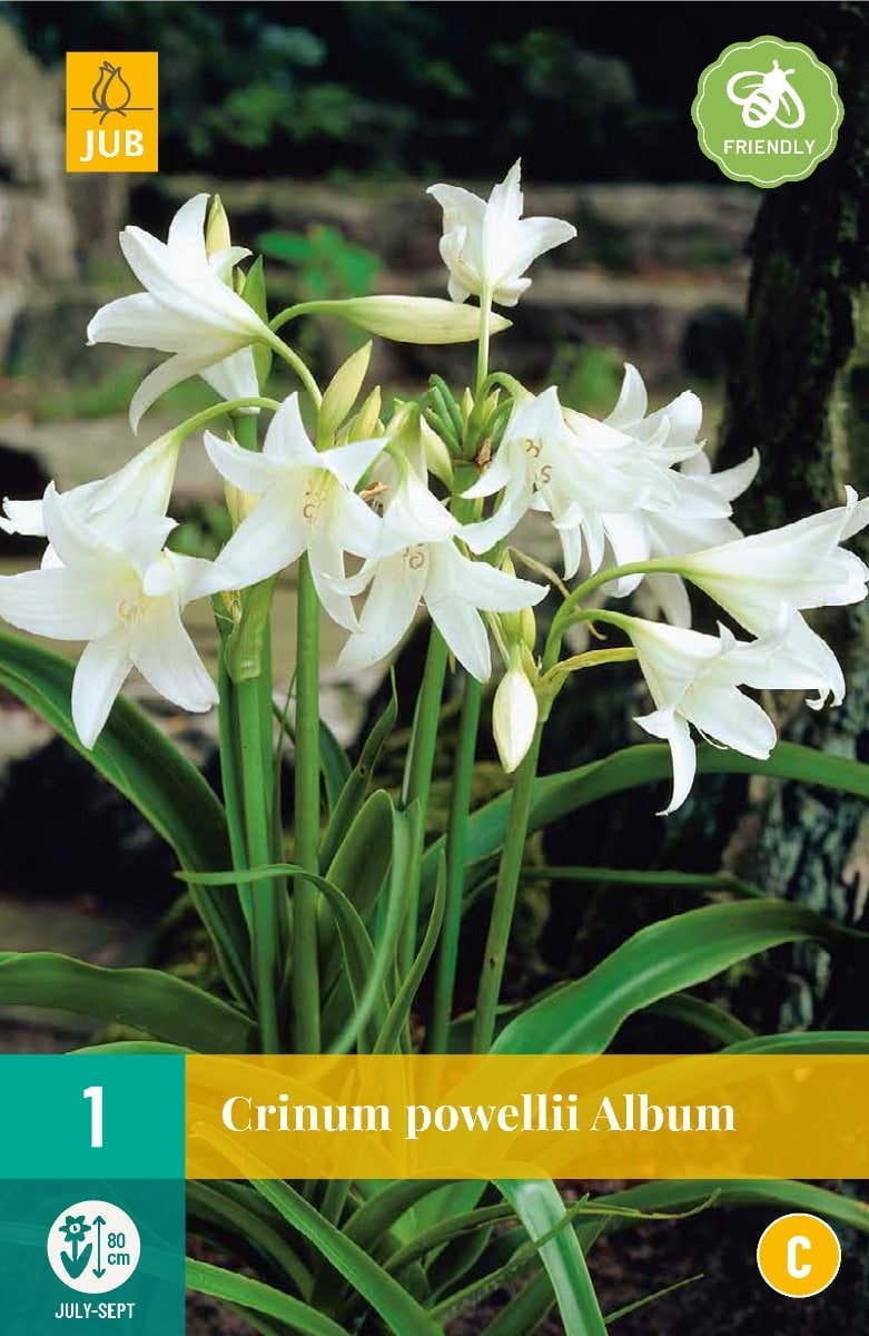 Crinum Powellii Album