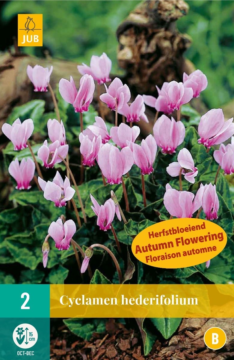 Cyclamen Hederifolium