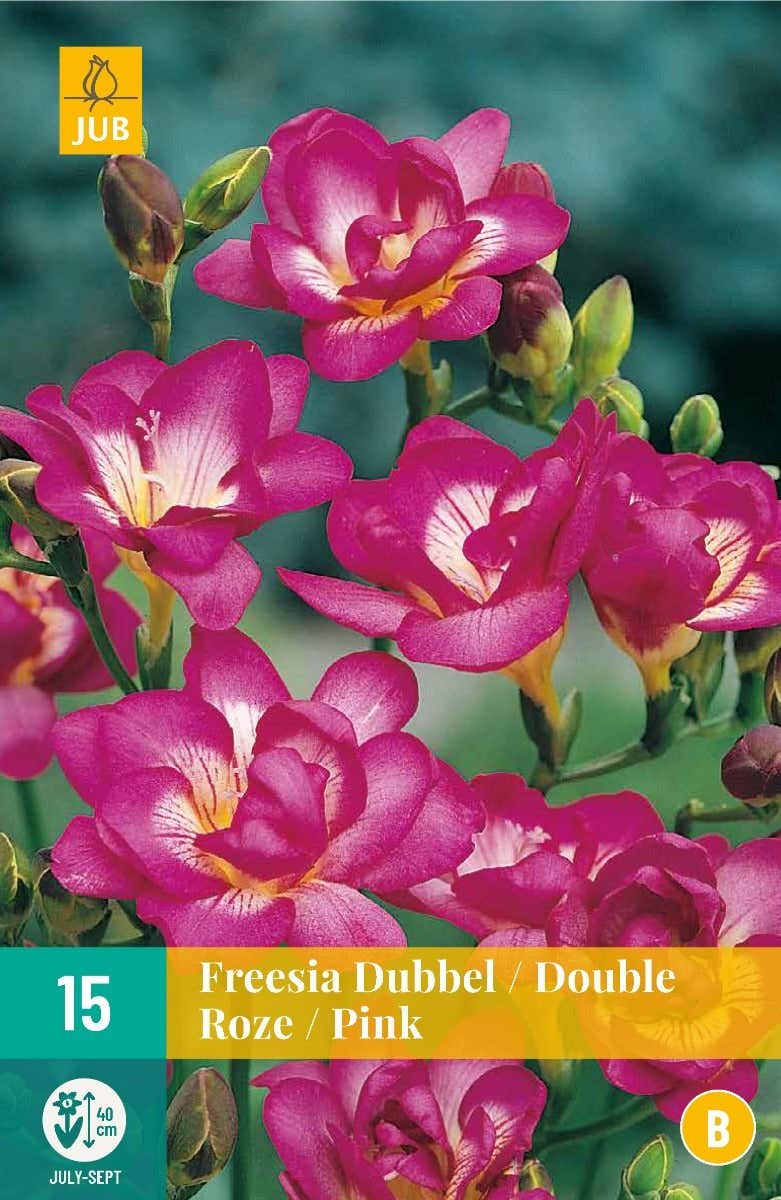 Freesia Dubbel Roze