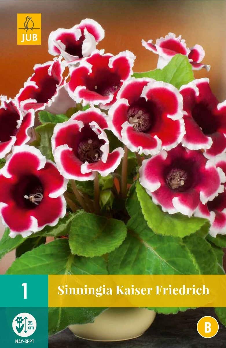 Sinningia Kaiser Friedrich