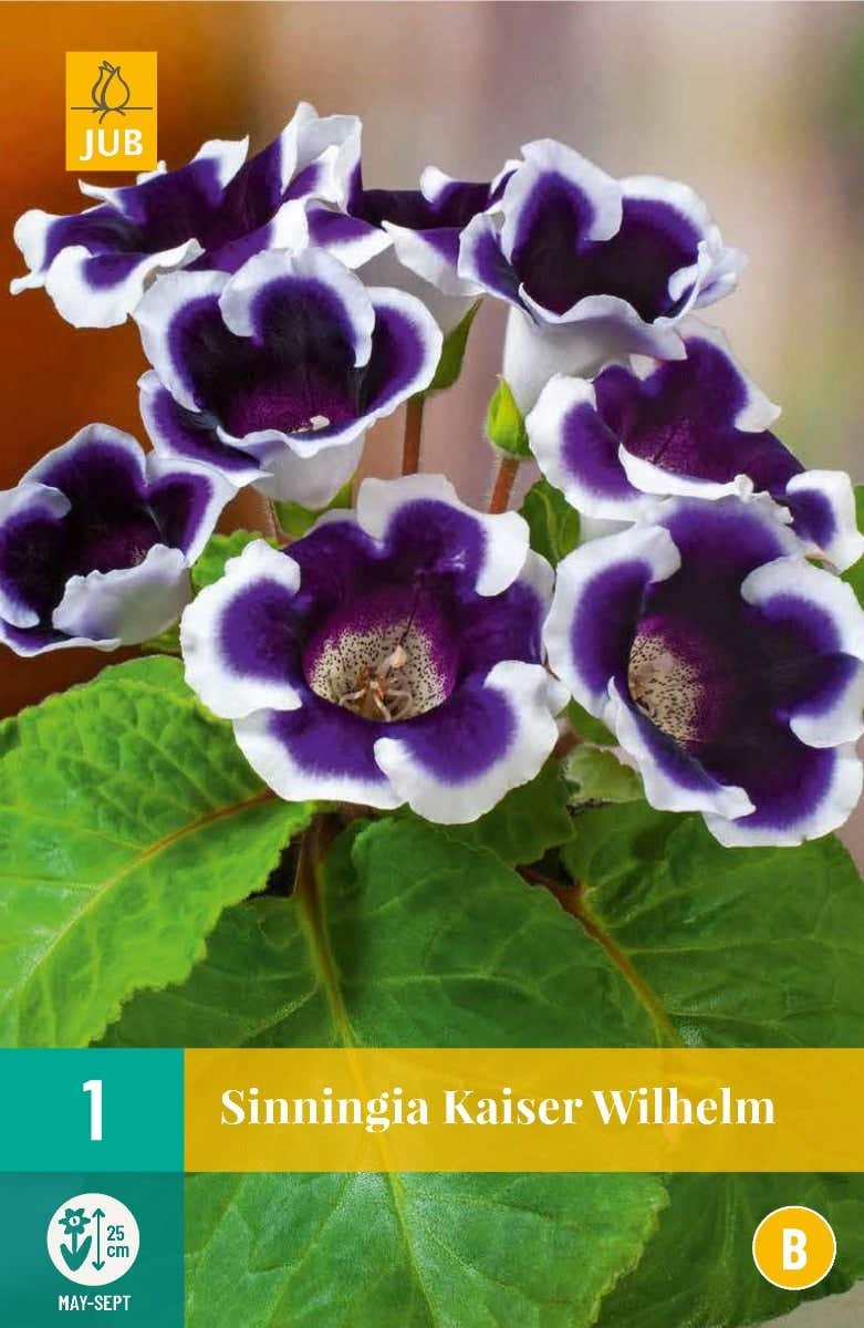 Sinningia Kaiser Wilhelm