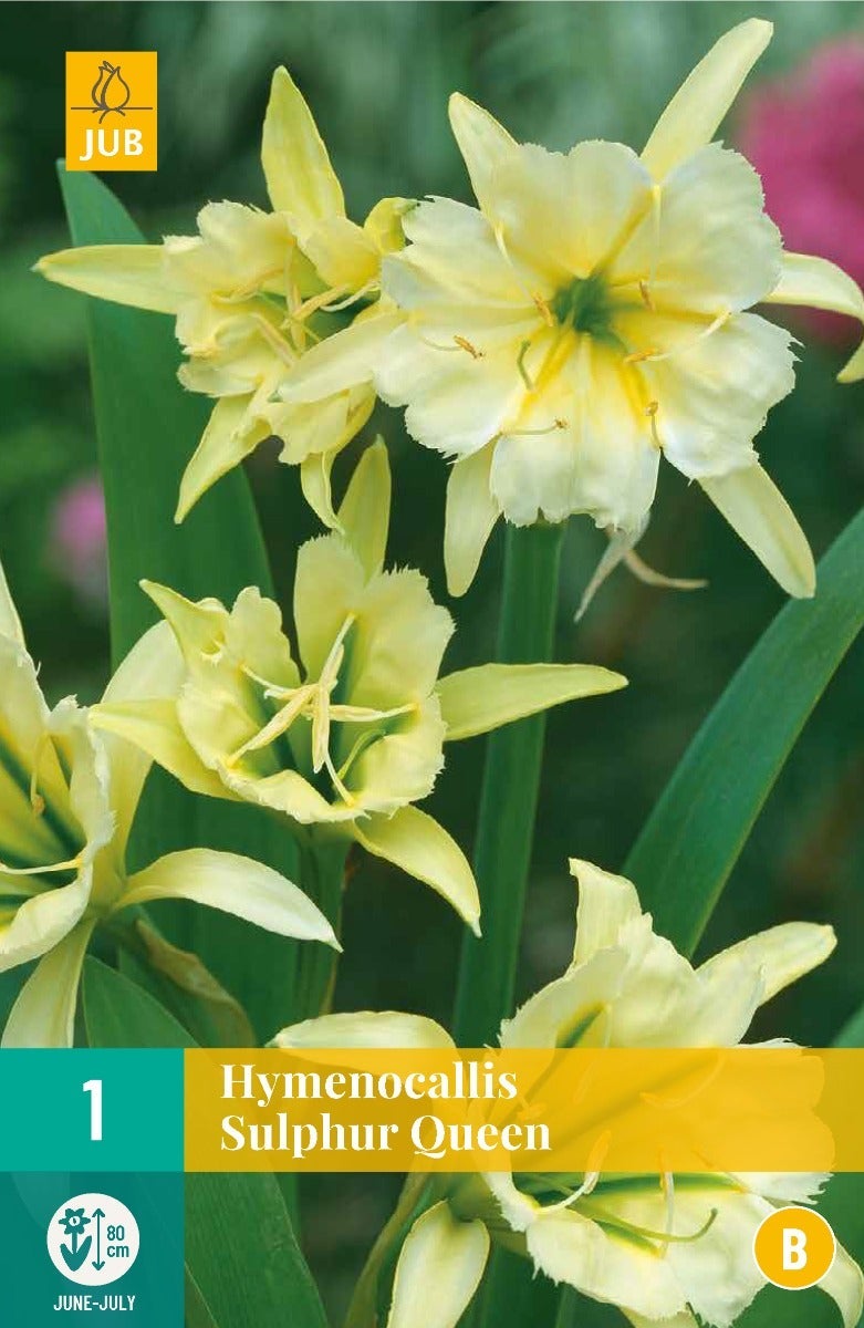 Hymenocallis Sulphur Queen