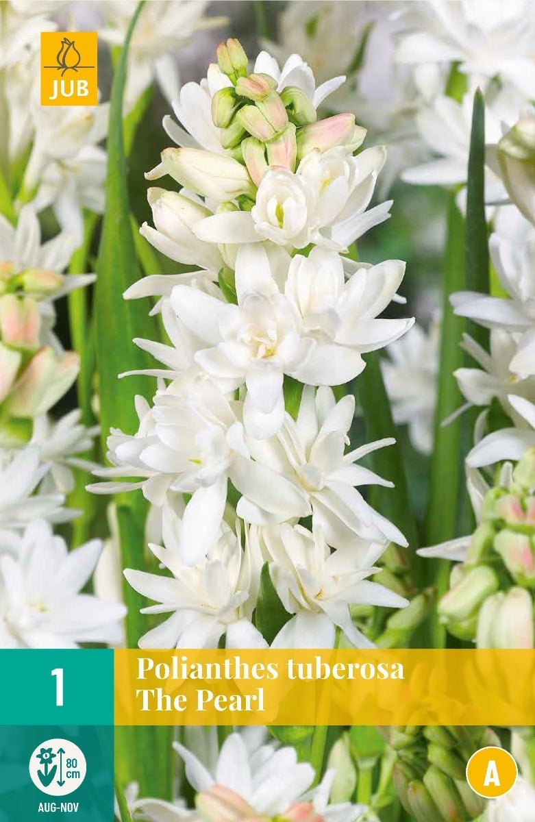 Polianthes Tuberosa The Pearl
