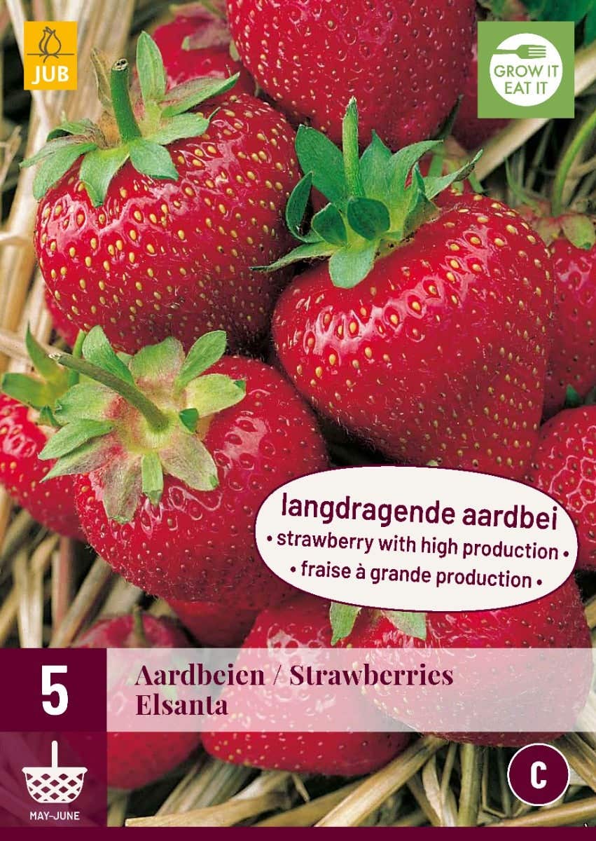 Fragaria Elsanta