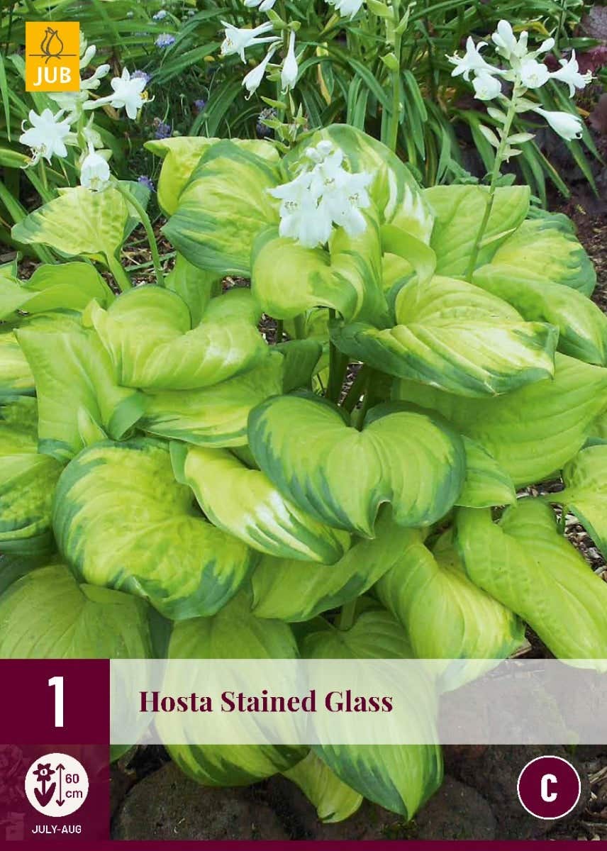 Hosta Stained Glass