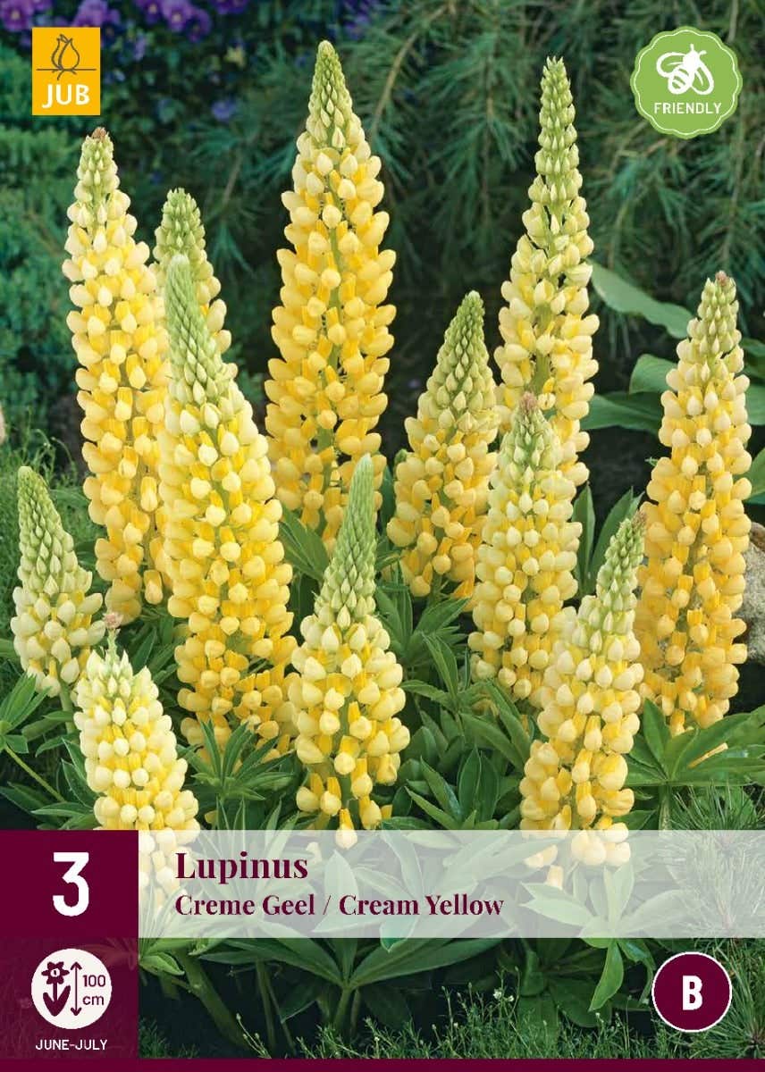 Lupinus Creme Geel