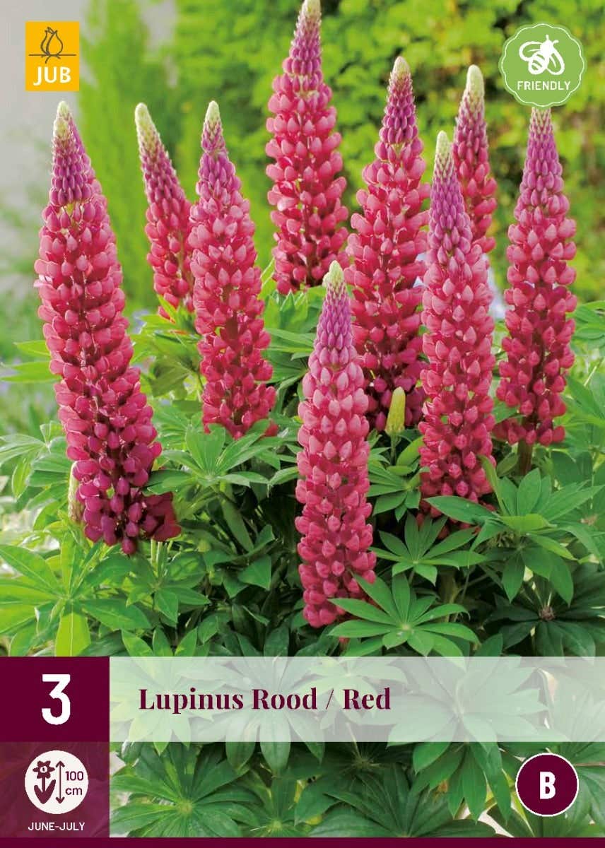 Lupinus Rood