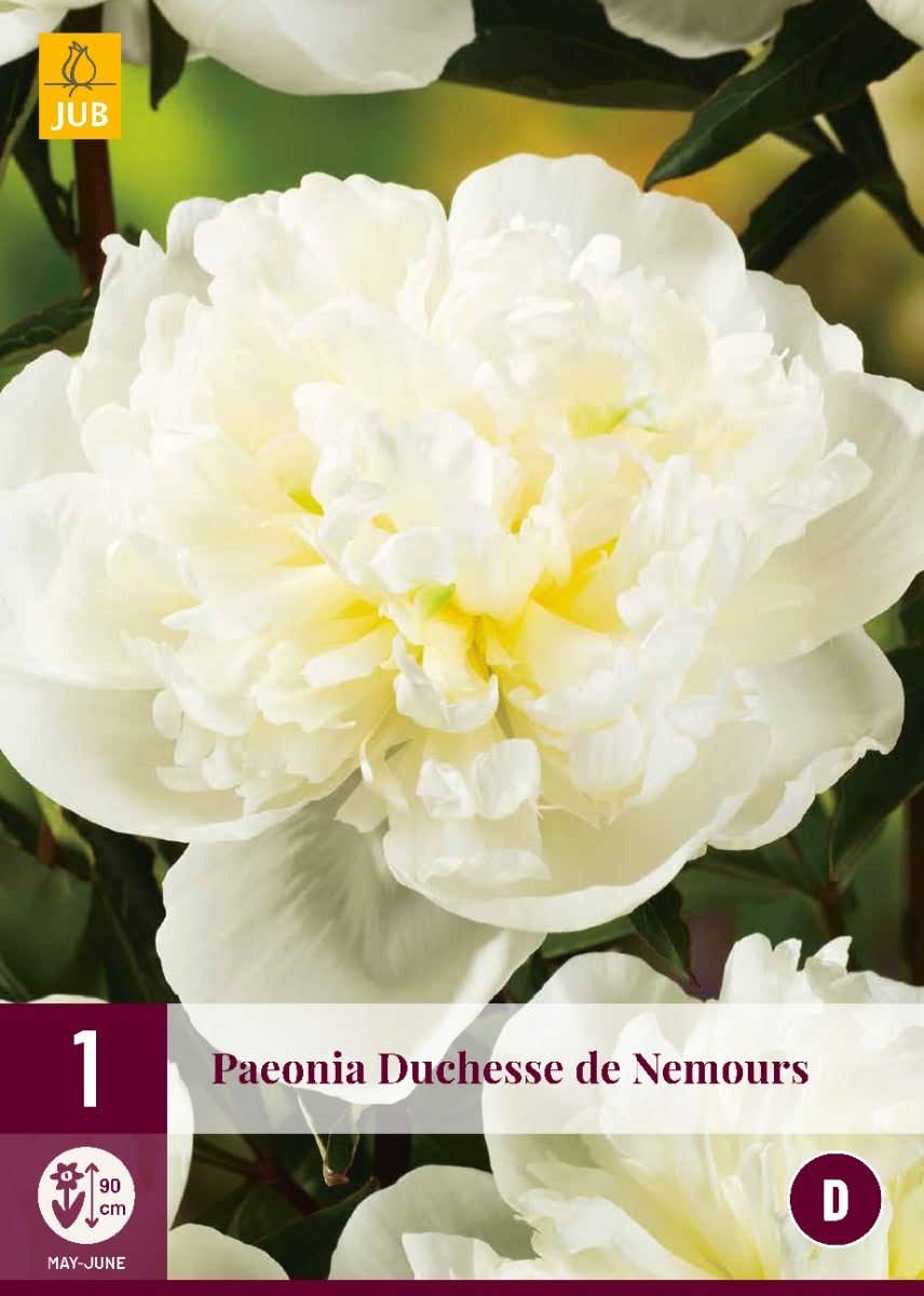 Paeonia Duchesse De Nemours