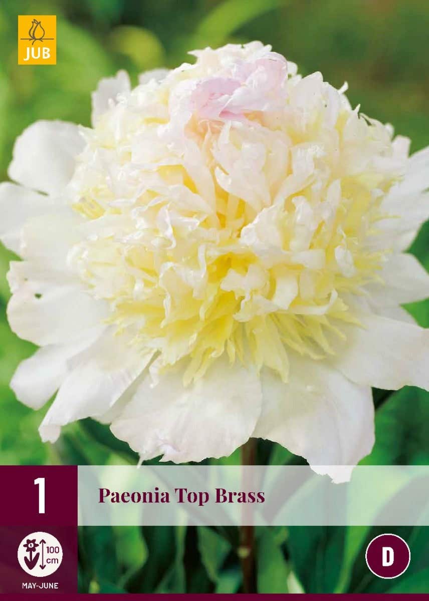 Paeonia Top Brass
