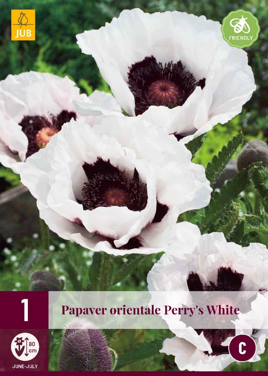 Papaver Orientale Perry'S White