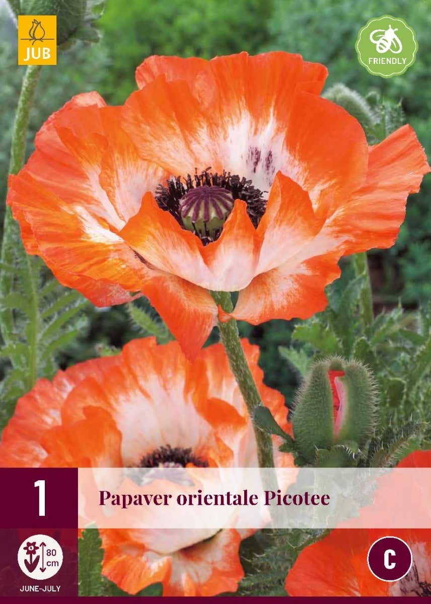 Papaver Orientale Picotee